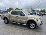 Used 2013 Ford F150 XLT w/ Luxury Equipment Group image 2