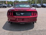 Used 2016 Ford Mustang Premium w/ Wheel & Stripe Package image 5