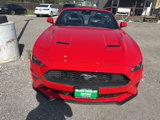 Used 2022 Ford Mustang Premium image 2