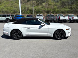 Used 2020 Ford Mustang Premium image 4