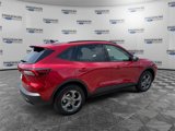 New 2025 Ford Escape ST-Line w/ Tech Pack #1 image 5