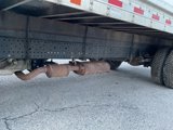 Used 2019 Isuzu NPR image 5