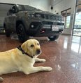 Used 2013 Jeep Grand Cherokee Overland w/ Advance Technology Group image 3