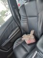 Used 2019 Dodge Charger GT image 5