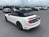Used 2017 Ford Mustang GT Premium w/ Equipment Group 401A image 3