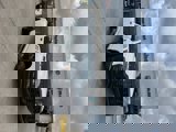 View Video