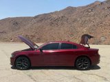Used 2023 Dodge Charger SXT w/ Blacktop Package image 3